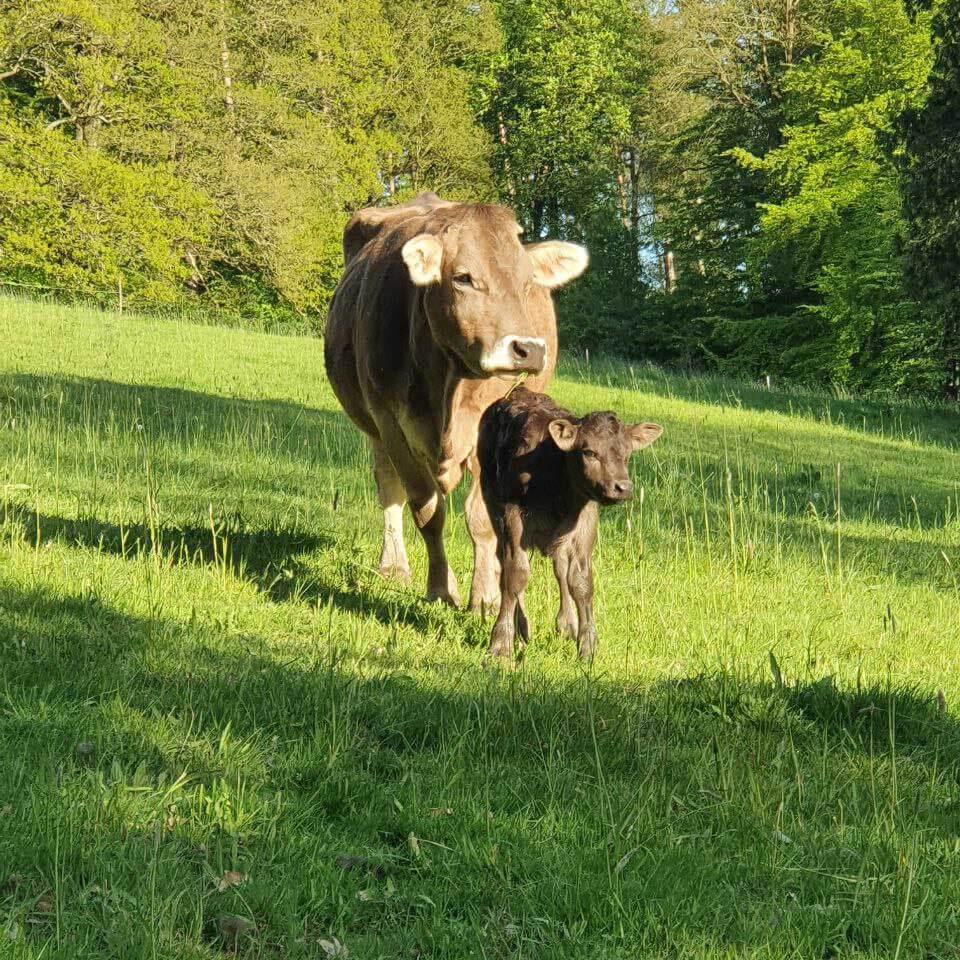 Kuh mit Kalb