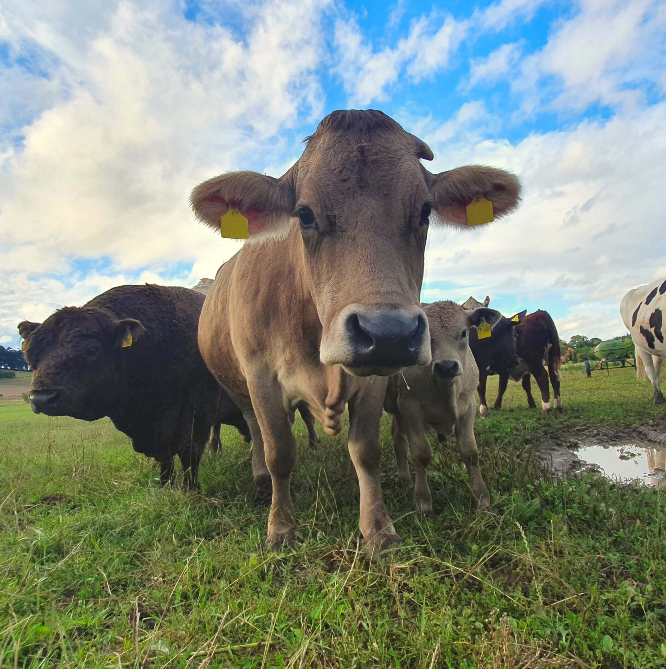 Petra im Wald mit Maiglöckchen