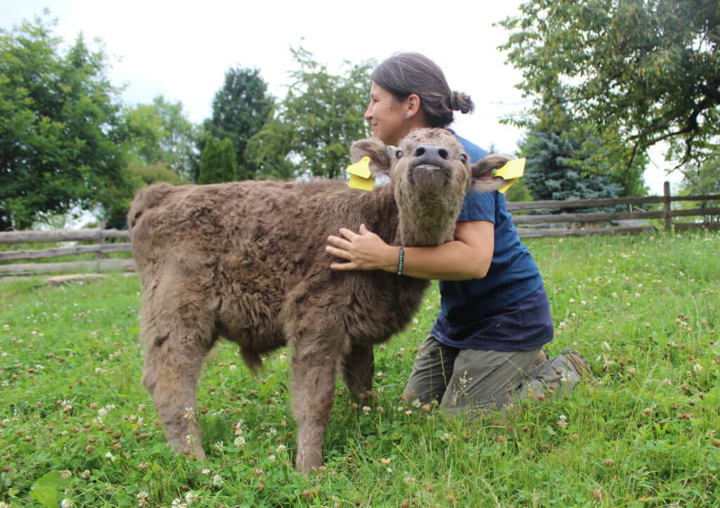 Petra und das junge Galloway Rind Oskar