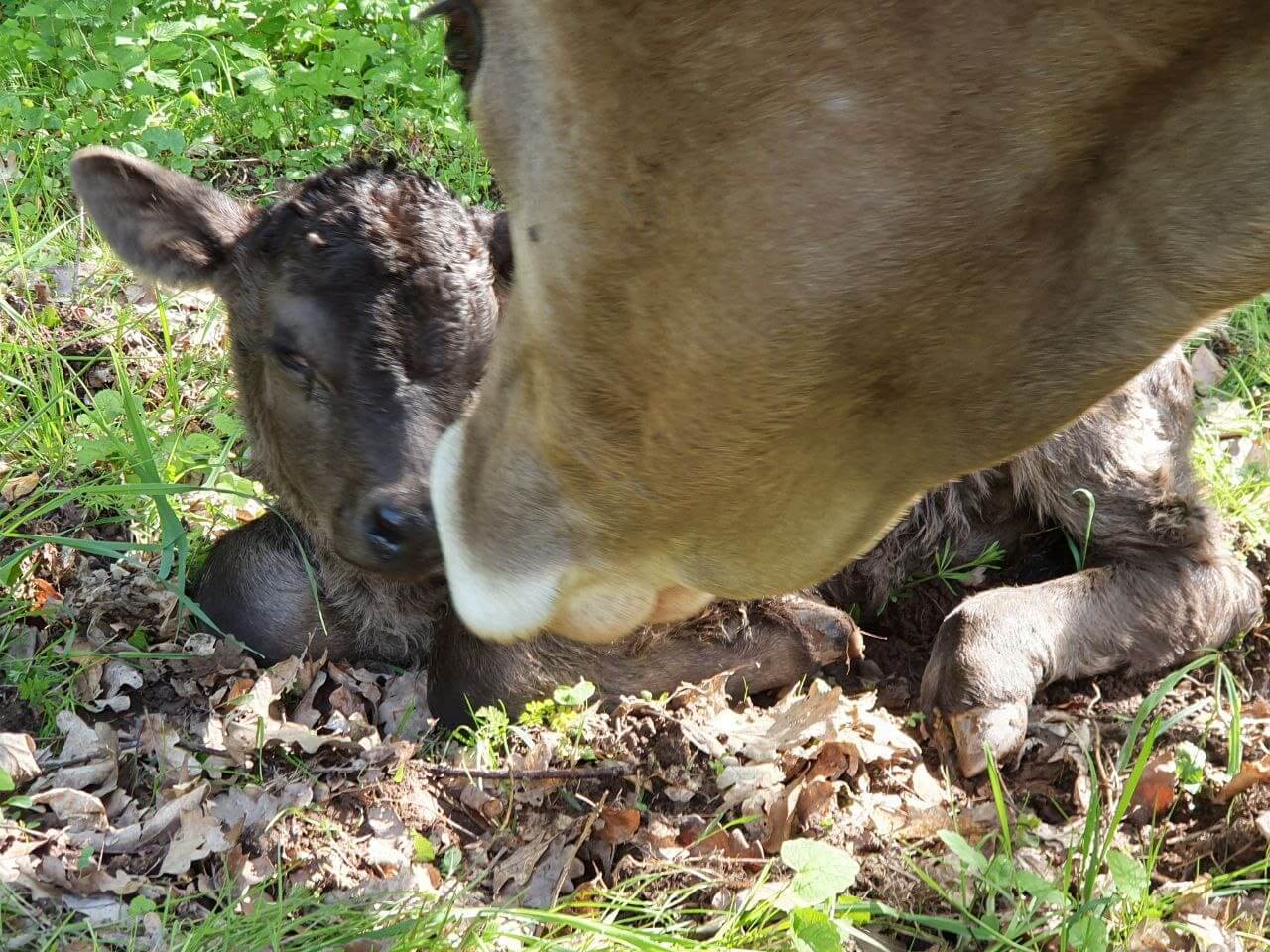 Kuh riecht an ihrem Kalb