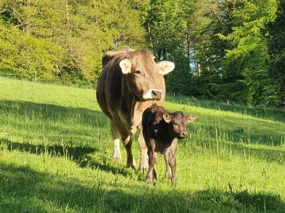 Kuh mit Kalb - stehend