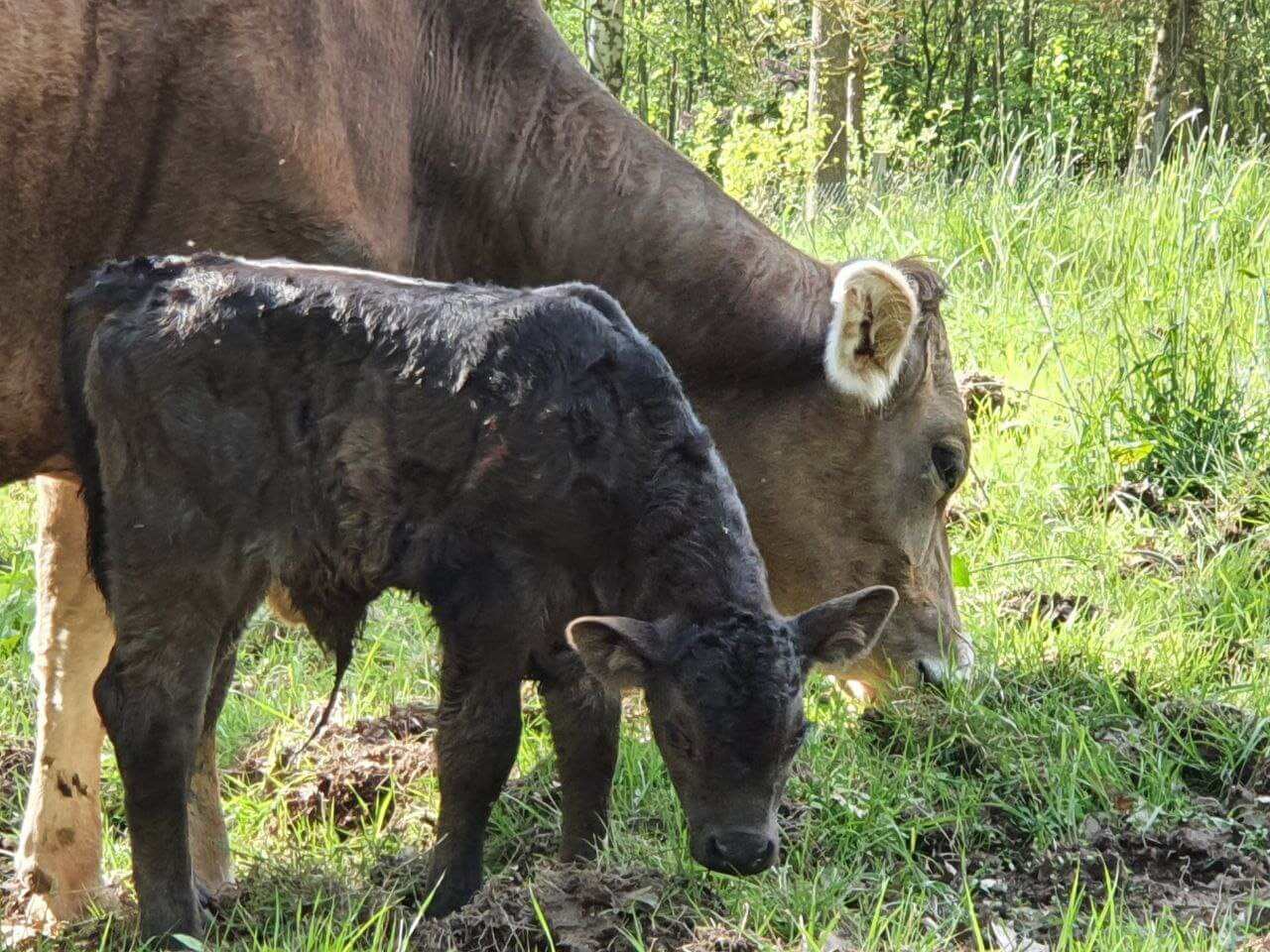 Kuh und Kalb auf der Wiese
