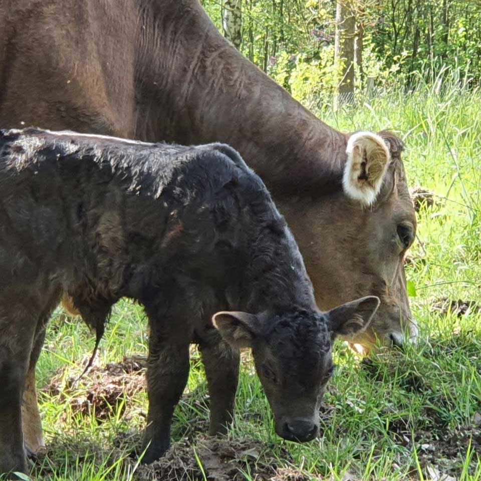 Petra im Wald mit Maiglöckchen